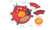 BoBaby Snack Buddies Ladybug product details and features
